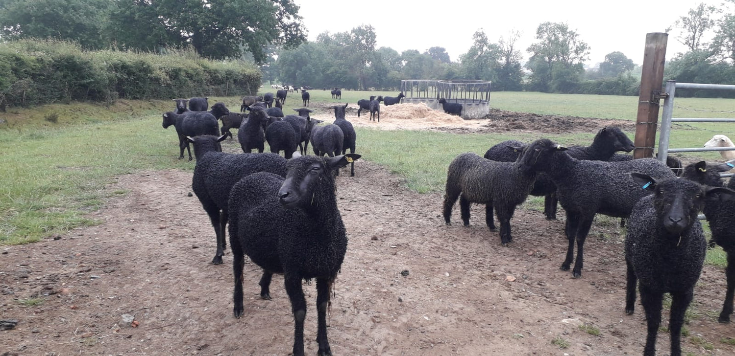 Rare Breed Week: Wensleydale