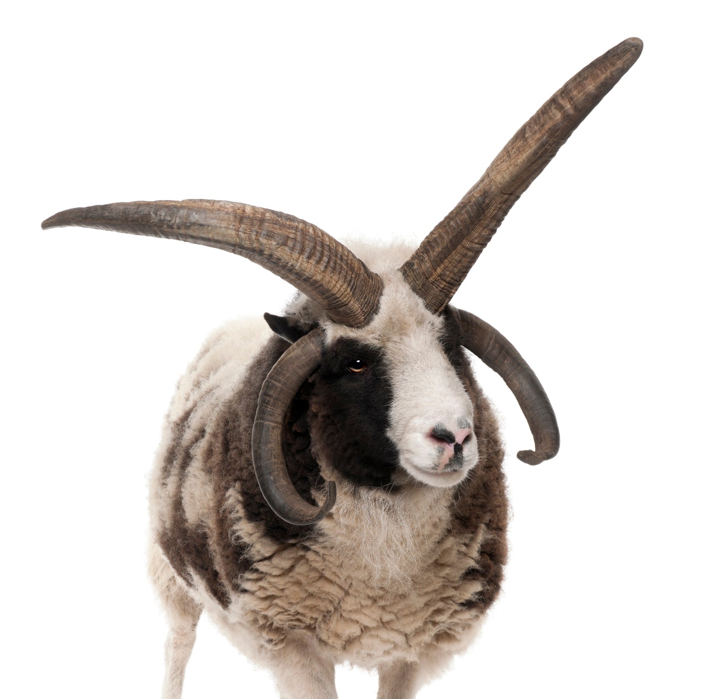 Wools of the UK: Jacob
