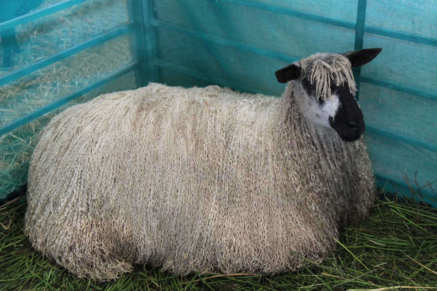 Wools of the UK: Teeswater