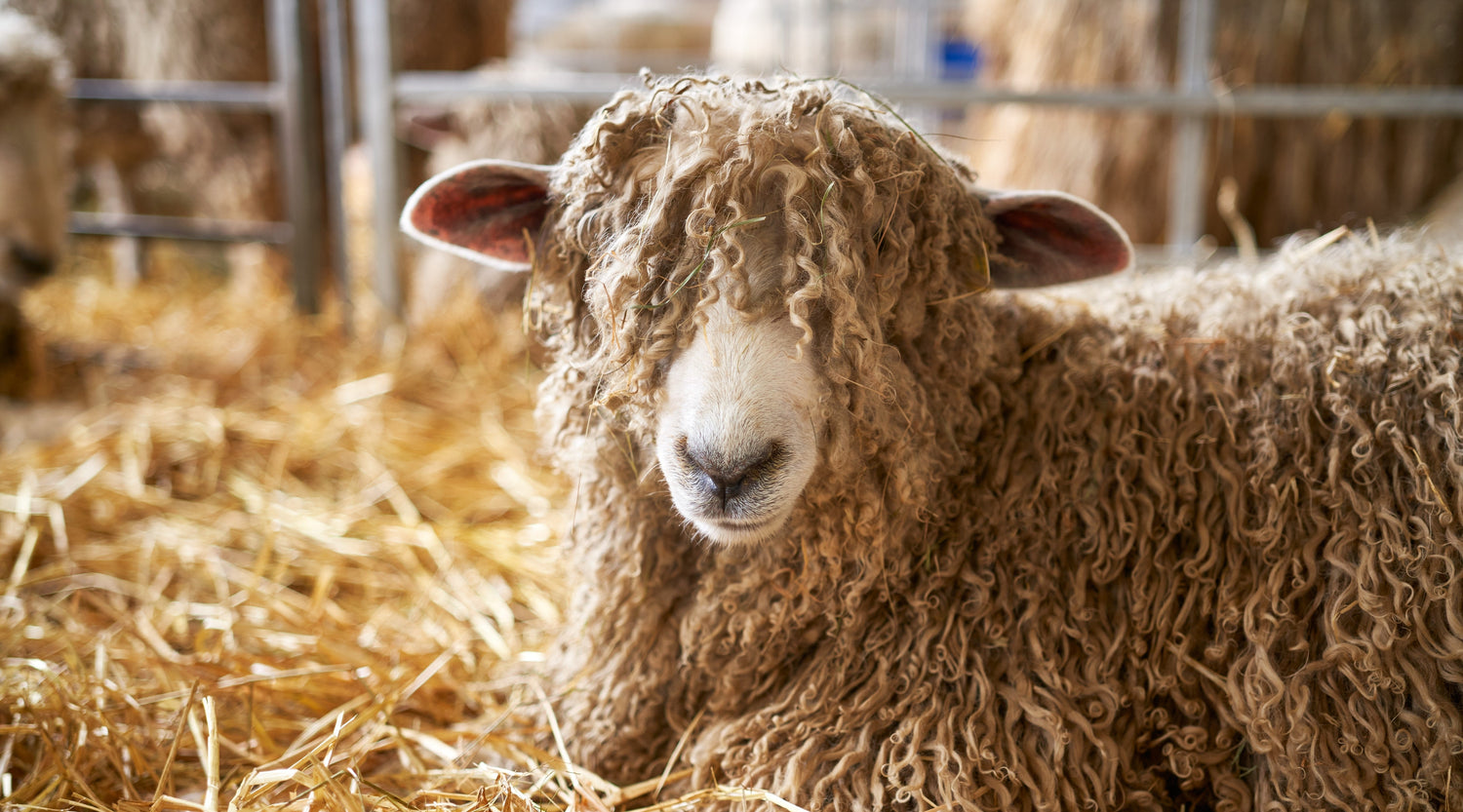 Fibre Focus Friday: Lincoln Longwool