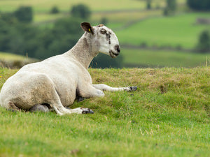 WOOLS OF THE UK: Blue Faced Leicester