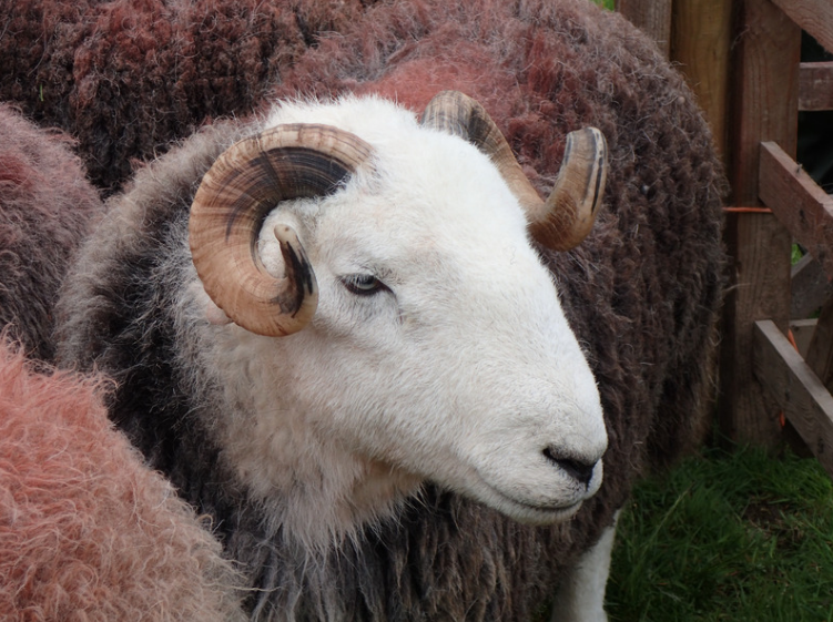 WOOLS OF THE UK: Herdwick