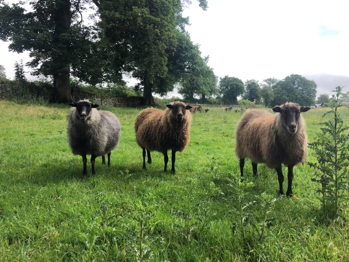 Fibre Focus Friday: Icelandic & The Escrigg Flock