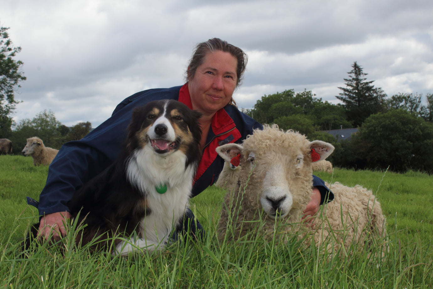 Rare Breed Week: Devon & Cornwall Longwool