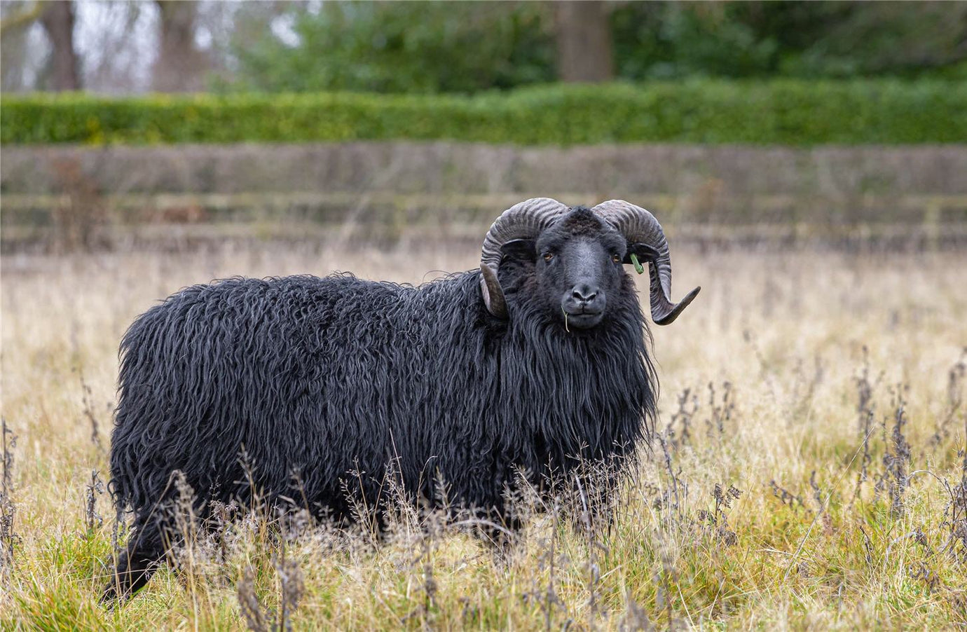 Fibre Focus Friday: Hebridean & The Vault Flock