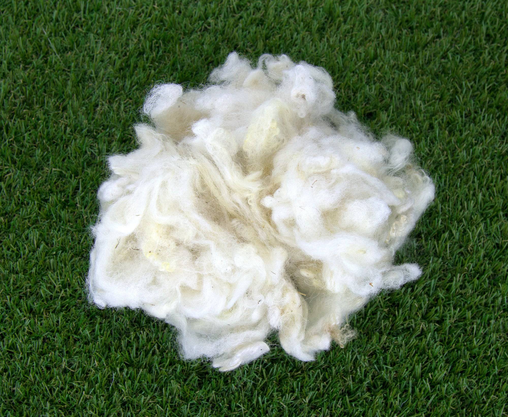 Scoured Blue Faced Leicester Fleecewool - World of Wool